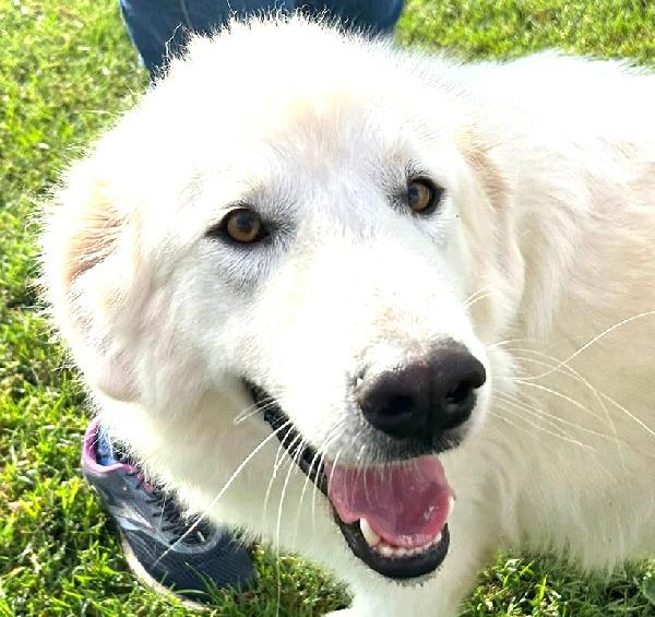 Spartaco, manto candido come il suo ❤️ Foto 7